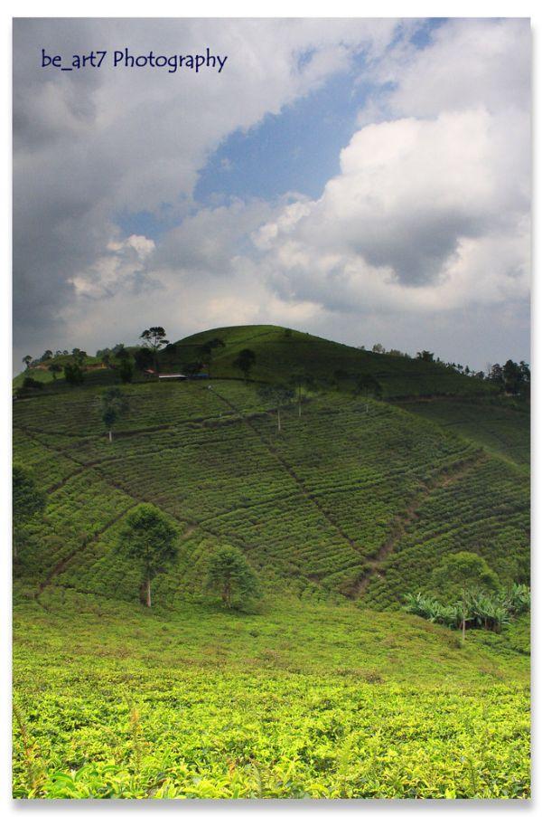Kemuning Tea Plantation, Karanganyar